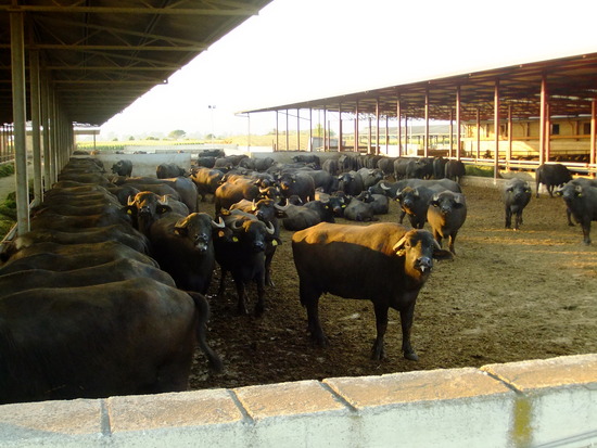 ssht, hier maakt men mozarella