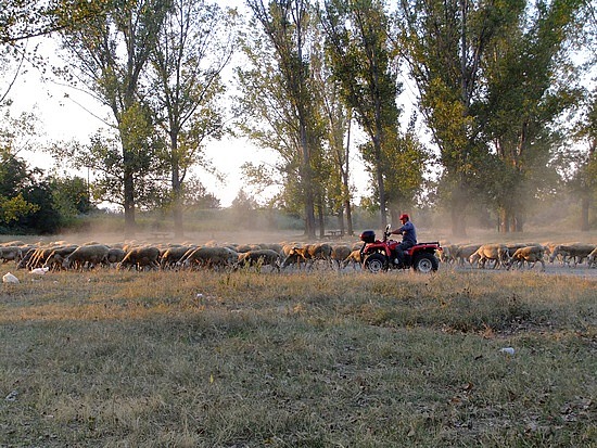een moderne schapenhouder... Fijne kerel trouwens