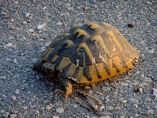 een wezen op de weg dat nog trager gaat dan mij!