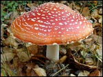 en veel paddestoelen in de bossen
